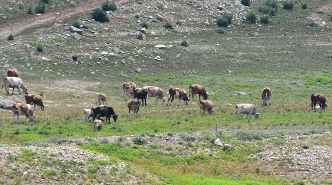 Uyarı tabelası kondu: İstanbul tarihi felaketin eşiğinde! Uzman isim 'Acil' diyerek uyardı, büyük tehlike kapıda 4